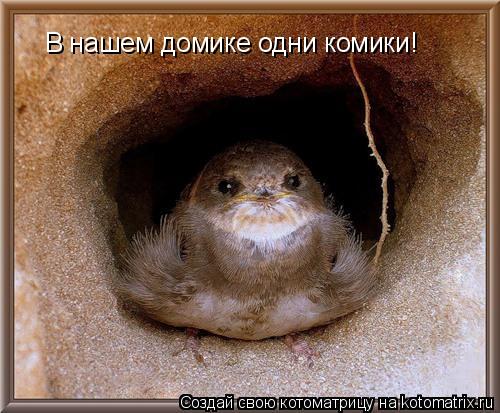 В нашем домике одни комики!... Котоматрица: В нашем домике одни комики!
