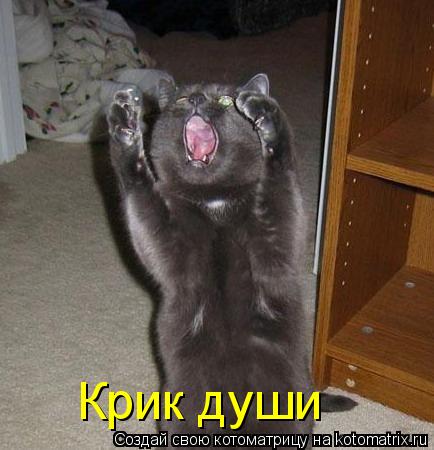 Крик души... Котоматрица: Крик души