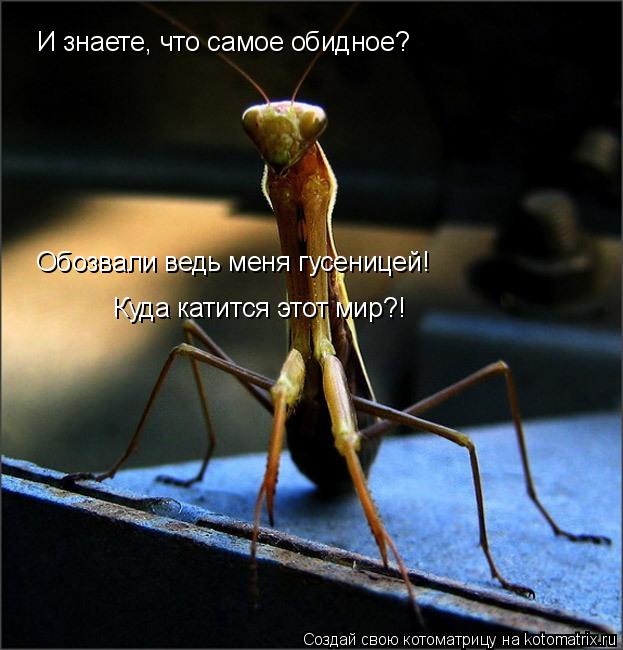 И знаете, что самое обидное? Обозвали ведь меня гусеницей! Куда катится этот мир?!... Котоматрица: И знаете, что самое обидное? Обозвали ведь меня гусеницей! Куда катится этот мир?!