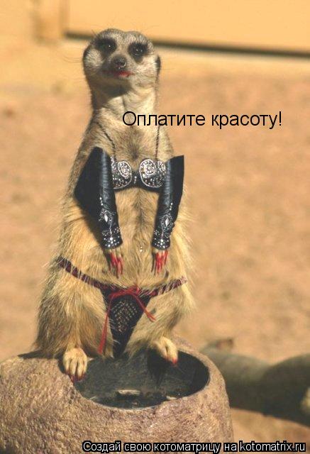 Оплатите красоту!... Котоматрица: Оплатите красоту!