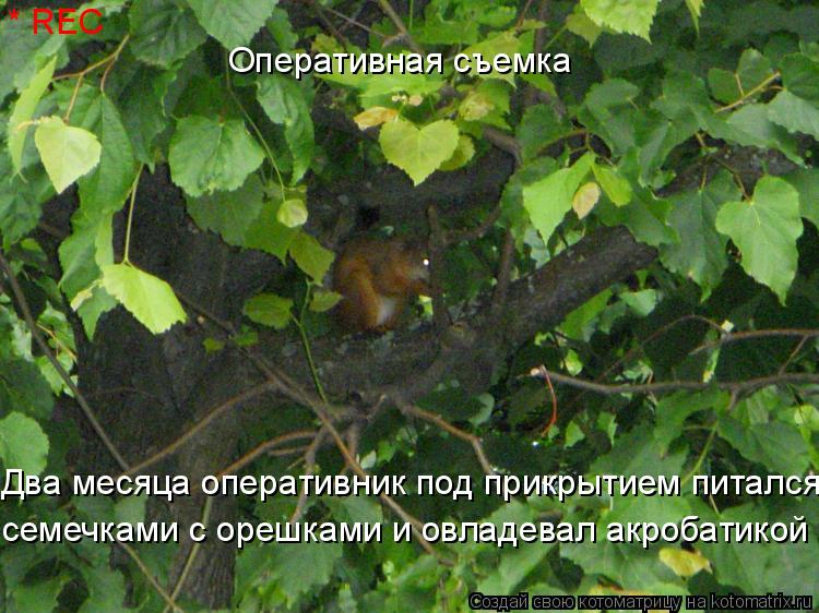 Оперативная съемка * REC Два месяца оперативник под прикрытием питался семечками с орешками и овладев... Котоматрица: Оперативная съемка * REC Два месяца оперативник под прикрытием питался семечками с орешками и овладевал акробатикой