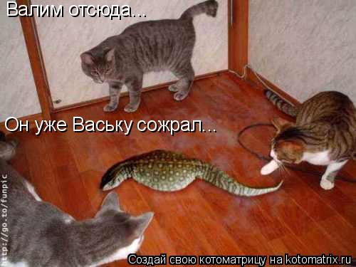 Котоматрица: Валим отсюда...  Он уже Ваську сожрал...