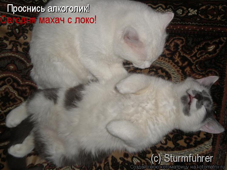 Проснись алкоголик! Сегодня махач с локо! (с) Sturmfuhrer... Котоматрица: Проснись алкоголик! Сегодня махач с локо! (с) Sturmfuhrer