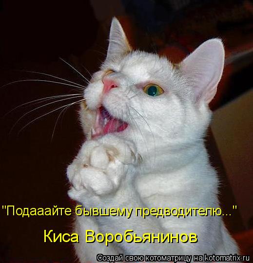 "Подааайте бывшему предводителю..." Киса Воробьянинов... Котоматрица: "Подааайте бывшему предводителю..." Киса Воробьянинов