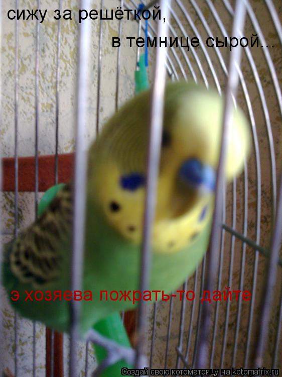сижу за решёткой, в темнице сырой... э хозяева пожрать-то дайте... Котоматрица: сижу за решёткой, в темнице сырой... э хозяева пожрать-то дайте