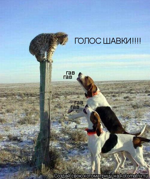 ГОЛОС ШАВКИ!!!! гав гав гав гав... Котоматрица: ГОЛОС ШАВКИ!!!! гав гав гав гав