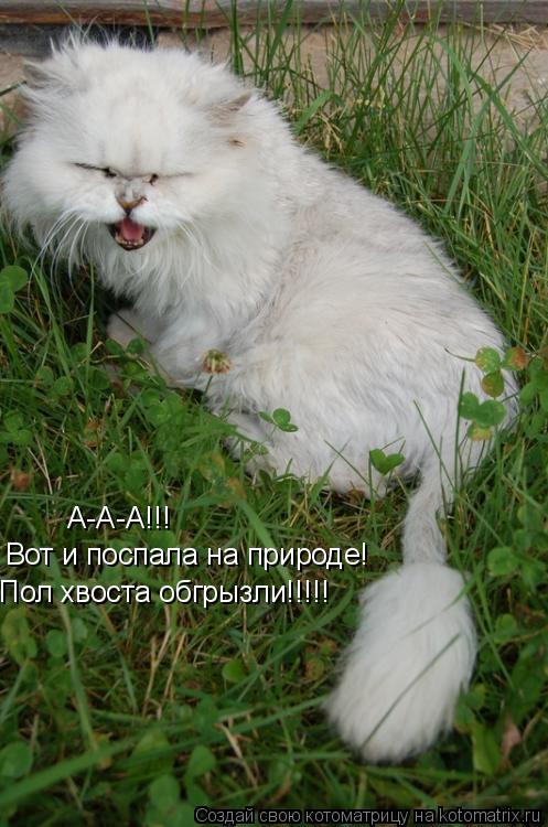 А-А-А!!! Вот и поспала на природе! Пол хвоста обгрызли!!!!!... Котоматрица: А-А-А!!! Вот и поспала на природе! Пол хвоста обгрызли!!!!!
