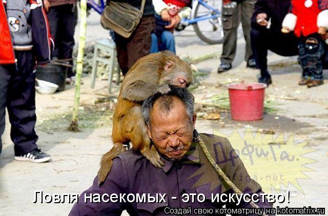 Ловля насекомых - это искусство!... Котоматрица: Ловля насекомых - это искусство!