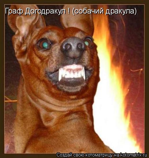 Граф Догодракул ! (собачий дракула)... Котоматрица: Граф Догодракул ! (собачий дракула)