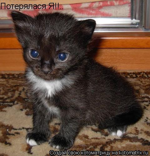Потерялася Я!!..... Котоматрица: Потерялася Я!!..