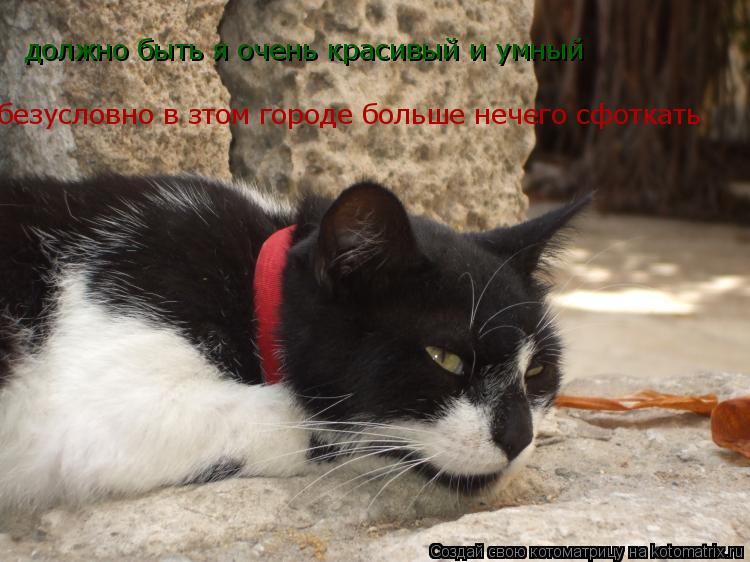 должно быть я очень красивый и умный безусловно в зтом городе больше нечего сфоткать... Котоматрица: должно быть я очень красивый и умный безусловно в зтом городе больше нечего сфоткать