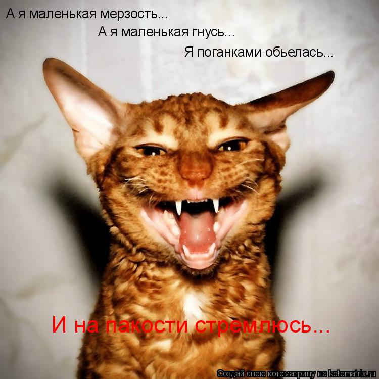 А я маленькая мерзость... А я маленькая гнусь... Я поганками обьелась... И на пакости стремлюсь...... Котоматрица: А я маленькая мерзость... А я маленькая гнусь... Я поганками обьелась... И на пакости стремлюсь...