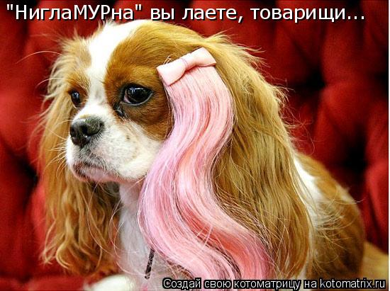 "НиглаМУРна" вы лаете, товарищи...... Котоматрица: "НиглаМУРна" вы лаете, товарищи...
