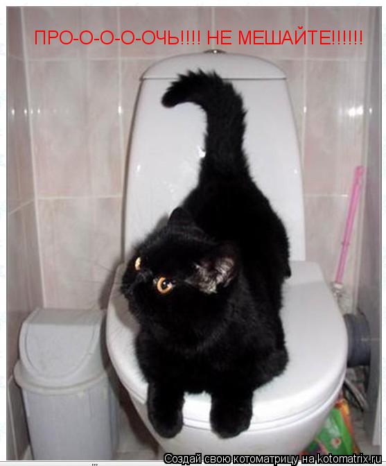 ПРО-О-О-О-ОЧЬ!!!! НЕ МЕШАЙТЕ!!!!!!... Котоматрица: ПРО-О-О-О-ОЧЬ!!!! НЕ МЕШАЙТЕ!!!!!!