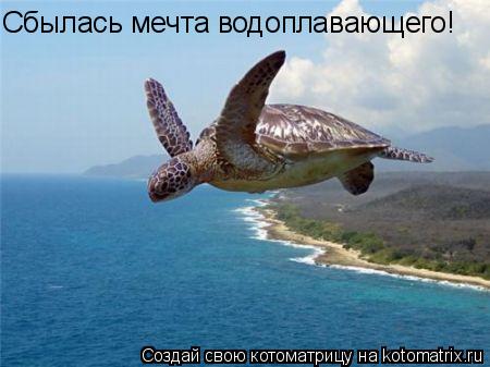 Сбылась мечта водоплавающего!... Котоматрица: Сбылась мечта водоплавающего!
