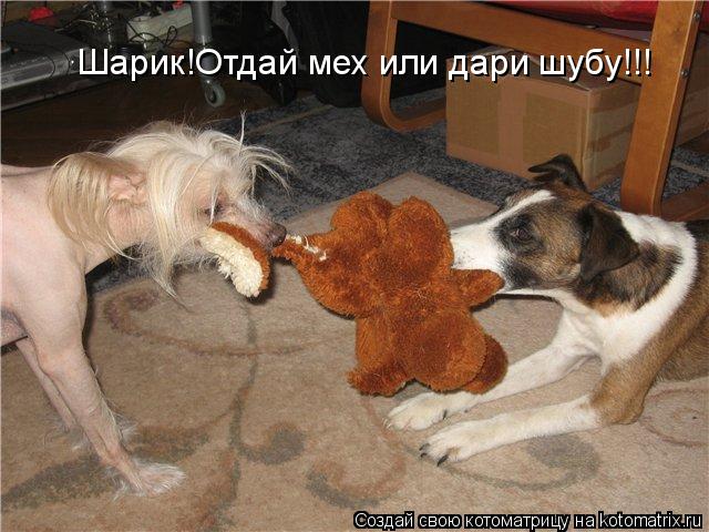 Шарик!Отдай мех или дари шубу!!!... Котоматрица: Шарик!Отдай мех или дари шубу!!!