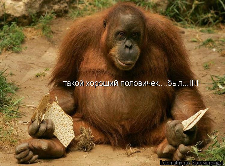 такой хороший половичек....был...!!!!... Котоматрица: такой хороший половичек....был...!!!!