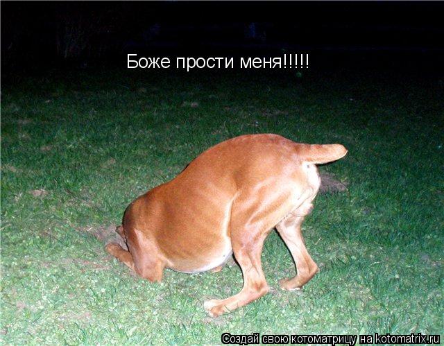 Боже прости меня!!!!!... Котоматрица: Боже прости меня!!!!!