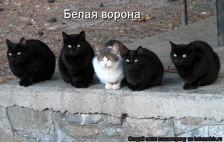 Белая ворона... Котоматрица: Белая ворона