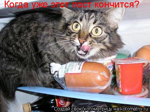 Когда уже этот пост кончится?... Котоматрица: Когда уже этот пост кончится?