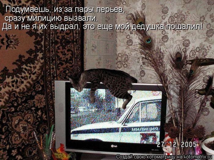 Подумаешь, из за пары перьев, сразу милицию вызвали. Да и не я их выдрал, это еще мой дедушка пошали... Котоматрица: Подумаешь, из за пары перьев, сразу милицию вызвали. Да и не я их выдрал, это еще мой дедушка пошалил!