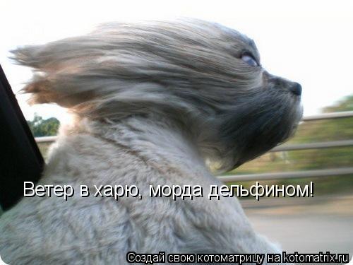 Ветер в харю, морда дельфином!... Котоматрица: Ветер в харю, морда дельфином!