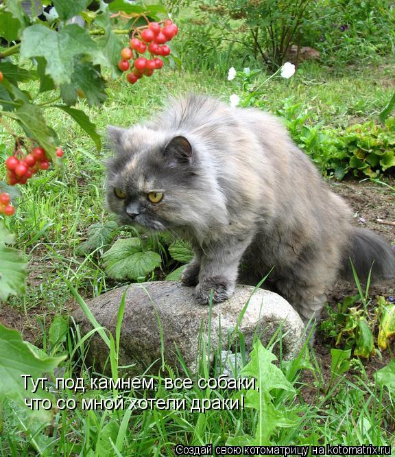 Котоматрица: Тут, под камнем, все собаки, что со мной хотели драки!