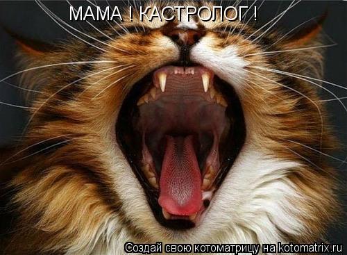 МАМА ! КАСТРОЛОГ !... Котоматрица: МАМА ! КАСТРОЛОГ !