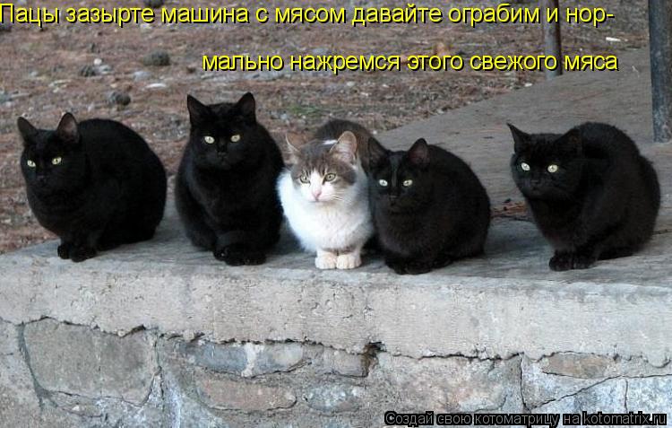 Пацы зазырте машина с мясом давайте ограбим и нор- мально нажремся этого свежого мяса мально нажремся... Котоматрица: Пацы зазырте машина с мясом давайте ограбим и нор- мально нажремся этого свежого мяса мально нажремся этого свежого мяса
