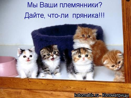 Мы Ваши племянники? Дайте, что-ли пряника!!!... Котоматрица: Мы Ваши племянники? Дайте, что-ли пряника!!!