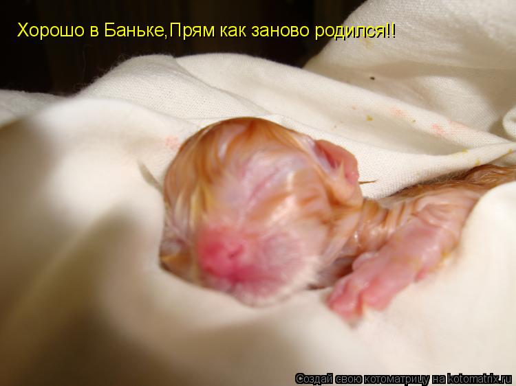 Хорошо в Баньке,Прям как заново родился!!... Котоматрица: Хорошо в Баньке,Прям как заново родился!!