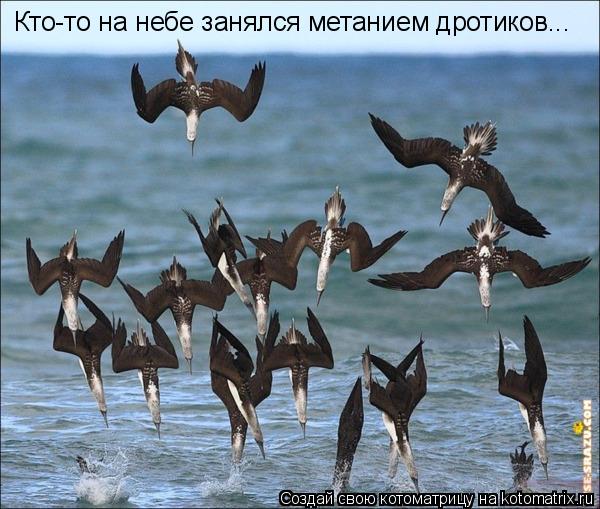 Кто-то на небе занялся метанием дротиков...... Котоматрица: Кто-то на небе занялся метанием дротиков...