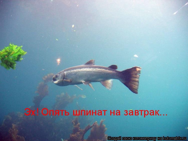 Эх! Опять шпинат на завтрак...... Котоматрица: Эх! Опять шпинат на завтрак...