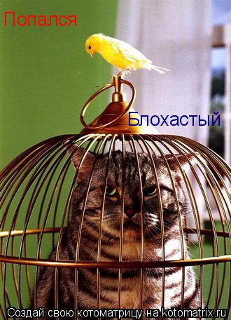 Попался Блохастый... Котоматрица: Попался Блохастый