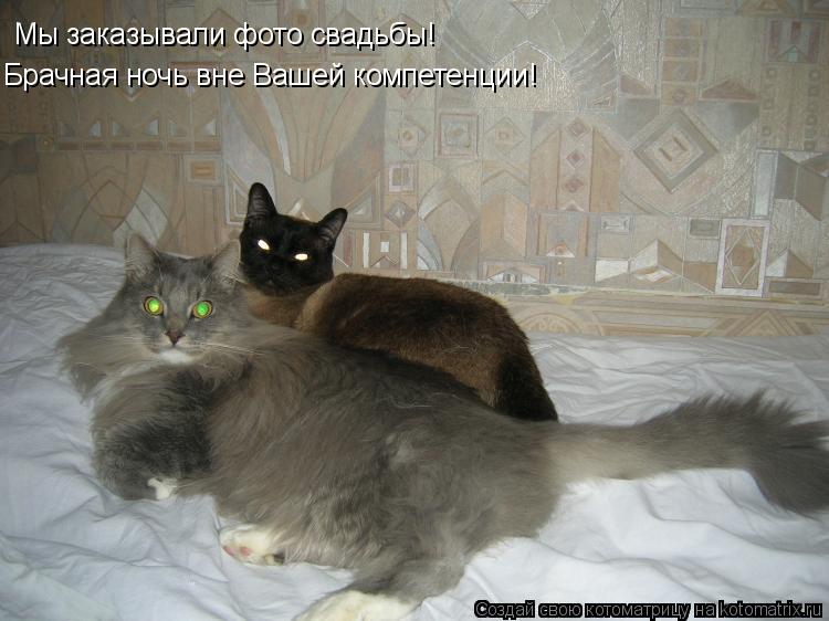 Мы заказывали фото свадьбы! Брачная ночь вне Вашей компетенции!... Котоматрица: Мы заказывали фото свадьбы! Брачная ночь вне Вашей компетенции!