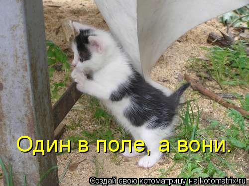 Один в поле, а вони.... Котоматрица: Один в поле, а вони.