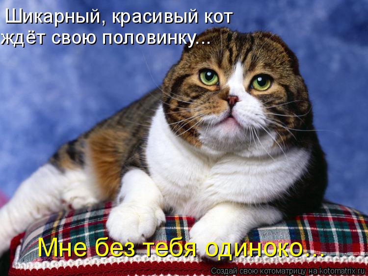 Шикарный, красивый кот ждёт свою половинку... Мне без тебя одиноко...... Котоматрица: Шикарный, красивый кот ждёт свою половинку... Мне без тебя одиноко...