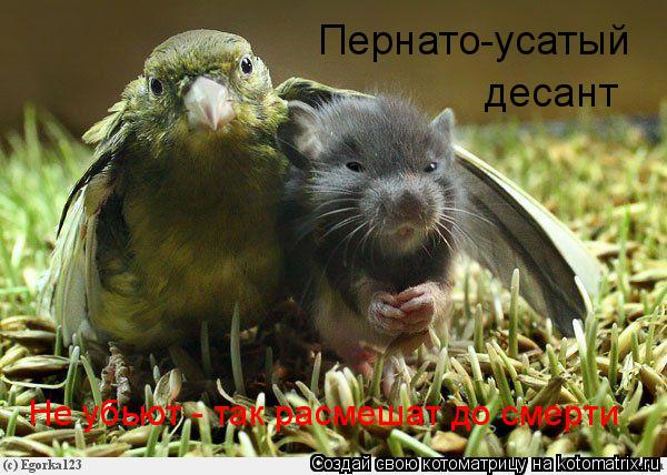 Пернато-усатый десант Не убьют - так расмешат до смерти... Котоматрица: Пернато-усатый десант Не убьют - так расмешат до смерти