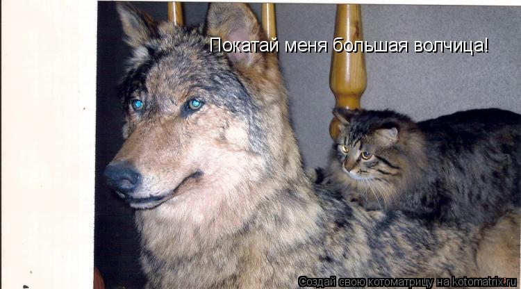 Покатай меня большая волчица!... Котоматрица: Покатай меня большая волчица!