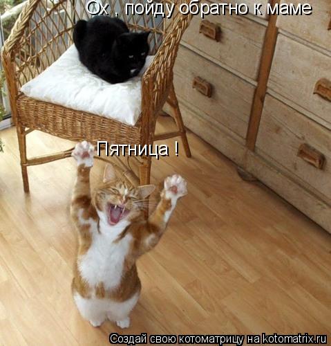 Пятница ! Ох , пойду обратно к маме... Котоматрица: Пятница ! Ох , пойду обратно к маме