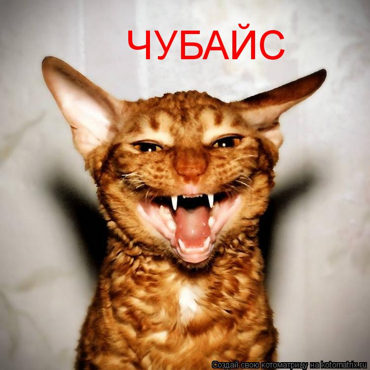 ЧУБАЙС... Котоматрица: ЧУБАЙС