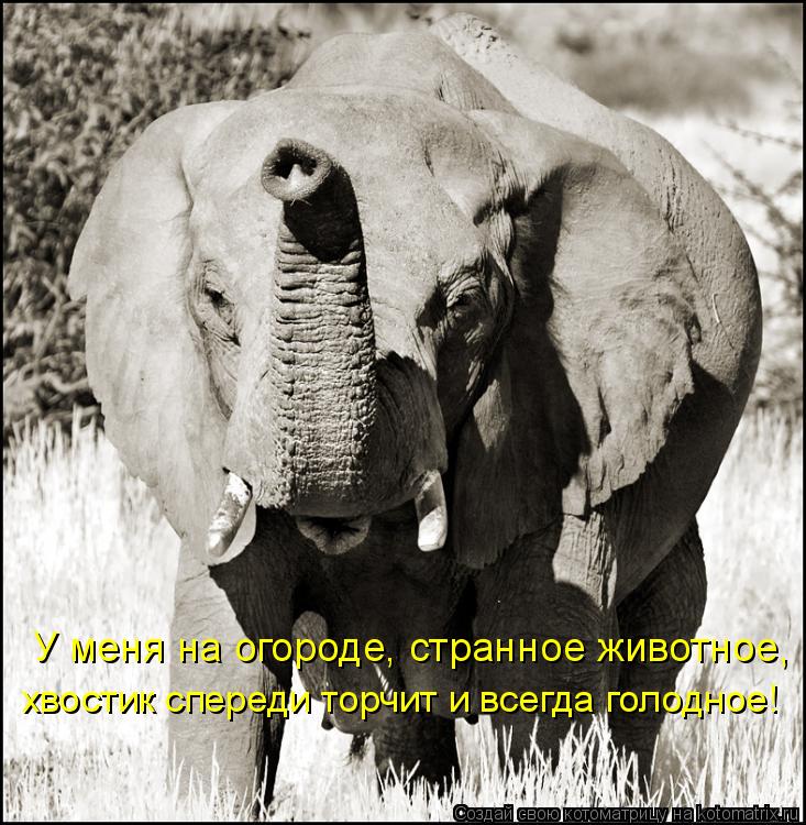 У меня на огороде, странное животное, хвостик спереди торчит и всегда голодное!... Котоматрица: У меня на огороде, странное животное, хвостик спереди торчит и всегда голодное!
