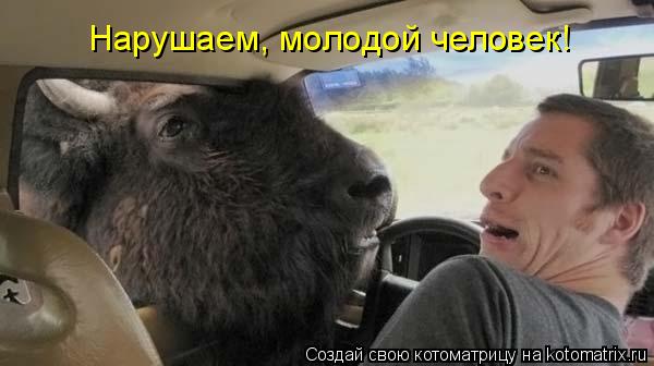 Нарушаем, молодой человек!... Котоматрица: Нарушаем, молодой человек!