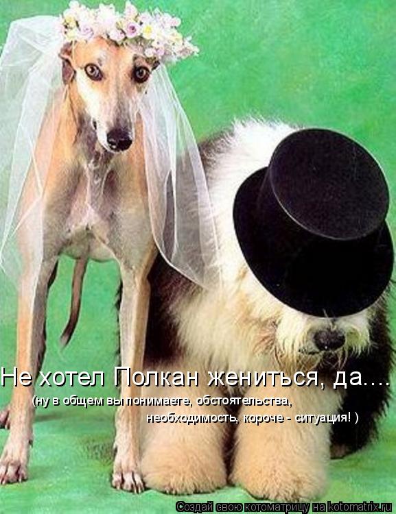 Не хотел Полкан жениться, да.... (ну в общем вы понимаете, обстоятельства, необходимость, короче - ... Котоматрица: Не хотел Полкан жениться, да.... (ну в общем вы понимаете, обстоятельства, необходимость, короче - ситуация! )