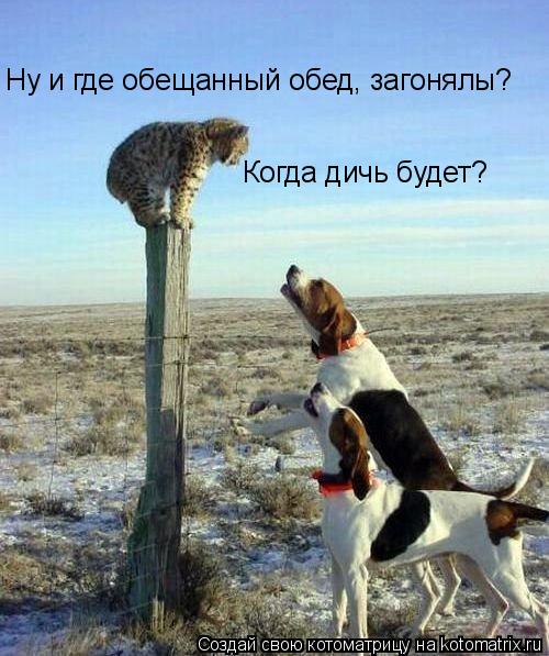 Ну и где обещанный обед, загонялы? Когда дичь будет?... Котоматрица: Ну и где обещанный обед, загонялы? Когда дичь будет?