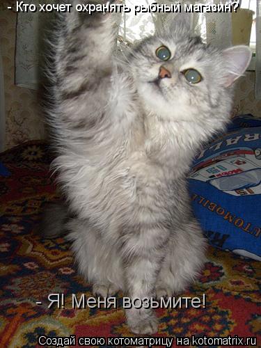 - Кто хочет охранять рыбный магазин? - Я! Меня возьмите!... Котоматрица: - Кто хочет охранять рыбный магазин? - Я! Меня возьмите!