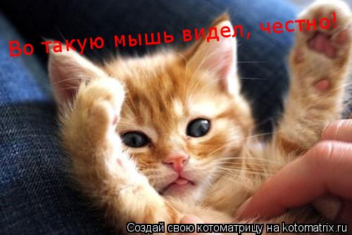 Во такую мышь видел, честно!... Котоматрица: Во такую мышь видел, честно!
