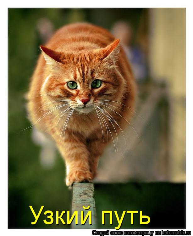 Узкий путь... Котоматрица: Узкий путь