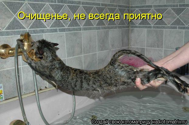 Очищенье, не всегда приятно... Котоматрица: Очищенье, не всегда приятно