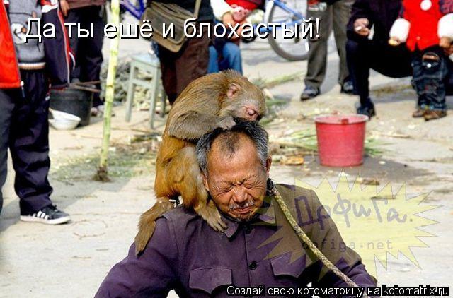 Да ты ешё и блохастый!... Котоматрица: Да ты ешё и блохастый!